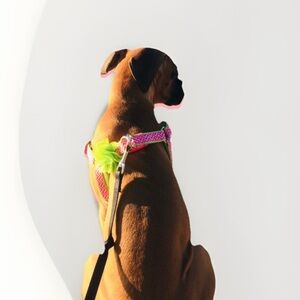 Martha Stewart Pet/Dog Harness & Leash Set, SM-M Pink/Green, Adjustable